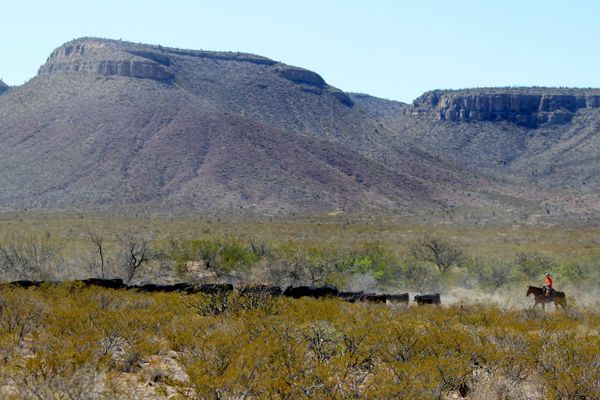 Cows and Quail (Food)