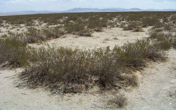 Creosote Bush: An Unassuming But Ancient Form of Life All Around Us