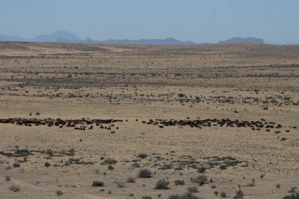 Planned Grazing Restoring Chihuahuan Desert Grasslands in Mexico