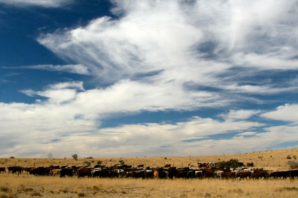 Restoring Desert Grasslands with Livestock