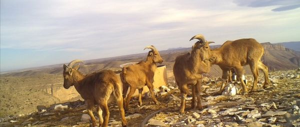 circle_ranch_diablo_feature_2