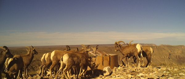circle_ranch_game_camera_winter_2015_audad_diablo