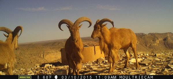 circle_ranch_game_cameras_west_texas