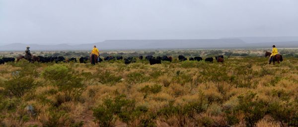circle-ranch-texas-cattle-herding