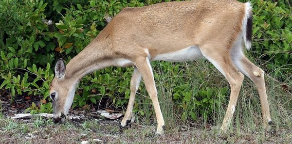CWD Detected In Captive Deer Breeding Facility Near Medina
