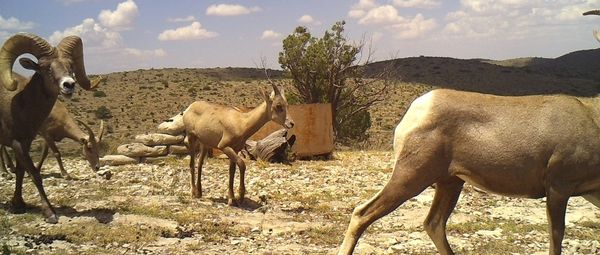 circle_ranch_west_texas_ram_feature