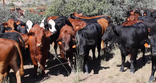 circle_ranch_winter_heifers