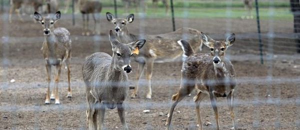 sa_express_news_deer_wasting_lavaca