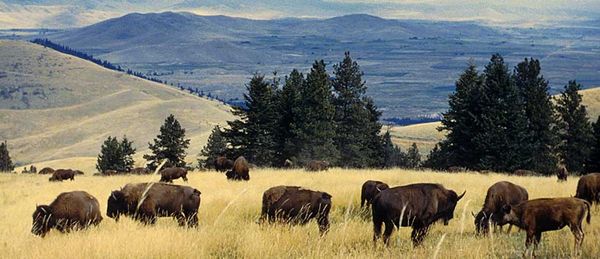 circle_ranch_bison_hudspeth_county_herald