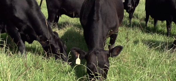 soil_carbon_video_feature_circle_ranch