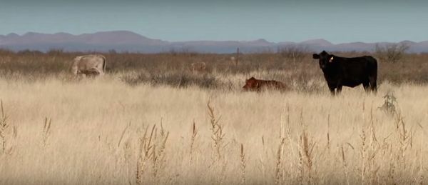 circle_ranch_cattle_feature_2