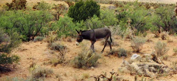 ircle_ranch_big_bend_fire_burros