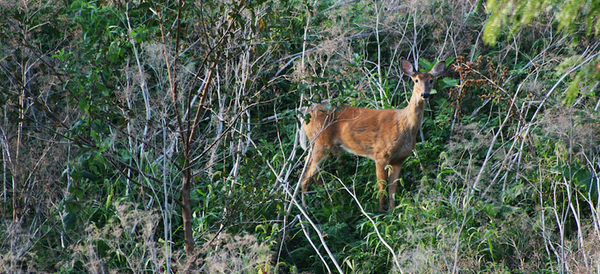 circle_ranch_chronic_wasting_texas