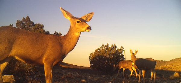 Circle Ranch Game Cameras - Winter 2015
