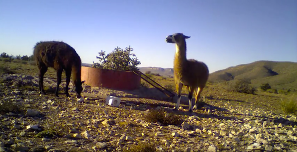 circle_ranch_game_cameras_winter_2015