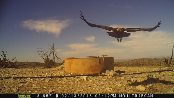 circle_ranch_feb_game_cameras