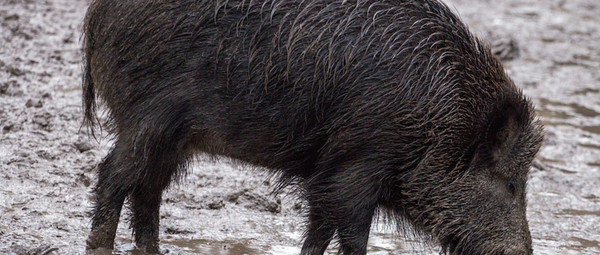 Antibiotic Use on Farms Helps Fuel Antibiotic-Resistant Diseases