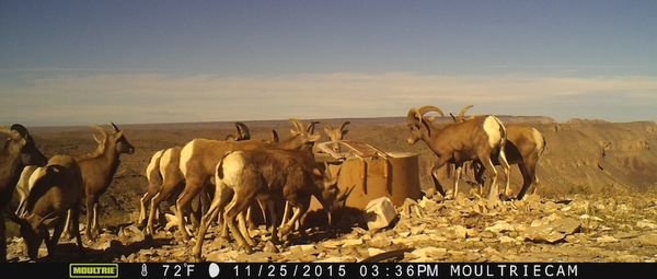 circle_ranch_game_camera_sring_2015_audad_diablo