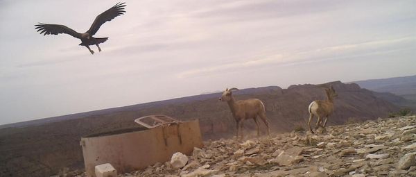 cirle_ranch_texas_wildlife_eagle_feature