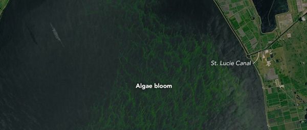 algae_bloom