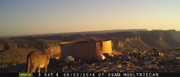 Mid-Summer 2016 Game Cameras