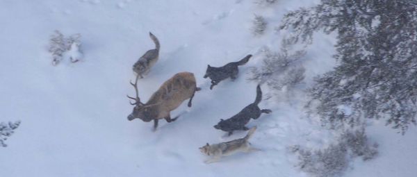 predator_prey_yellowstone_circle_ranch