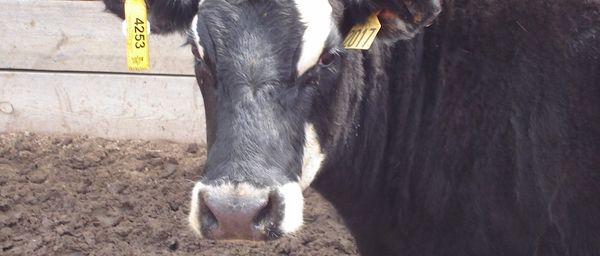 Cowboys Turn to High-Tech Ear Tags to Monitor Animal Health