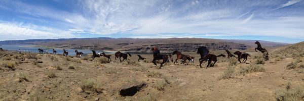 They Shoot Horses (With Birth-Control Darts) Don’t They?