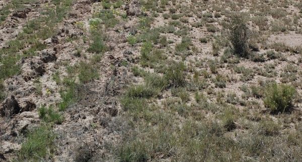 Biodiversity and Holistic Management