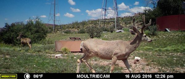 circle_ranch_game_camera_september