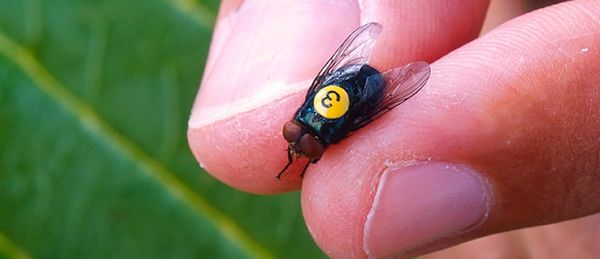 circle_ranch_screwworm