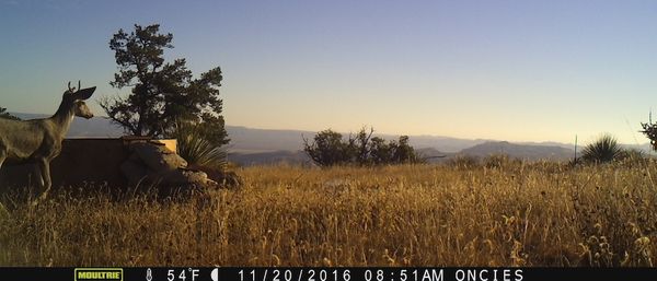 Slideshow: Circle Ranch Wildlife, December 2016