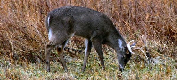 chronic_wasting_deer_texas