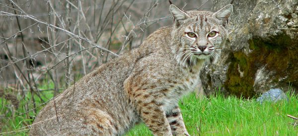 When Wildlife Comes Back, Management Must Come Back With It