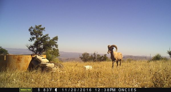 far_west_texas_wildlife_winter_2017