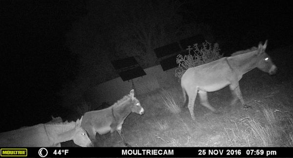 circle_ranch_west_texas_wildlife_camera.jpeg