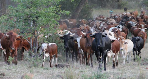 savory_institute_holistic_circle_2021