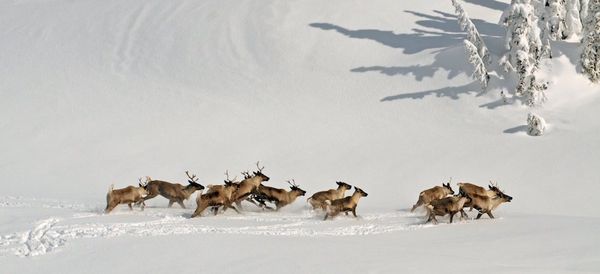 Hunting Moose in Canada to Save Caribou From Wolves