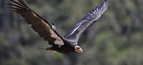 condor_californa_feature