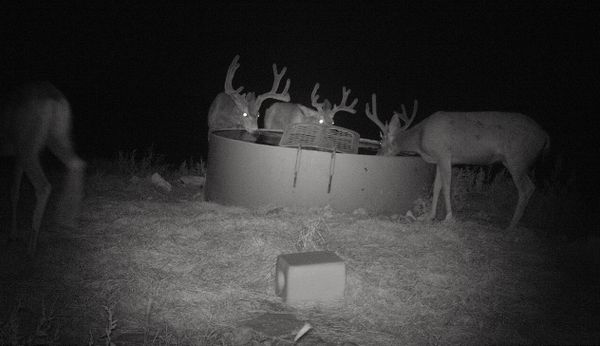 The Culling of Wild Deer Based on Antler Size Is Inefficient - at Best