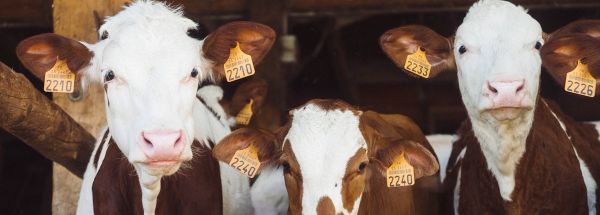 How and Why Holistic Planned Grazing Can Restore Habitat and Ranch Income