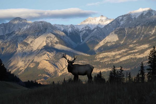 elk_jasper_canada_ian_froome