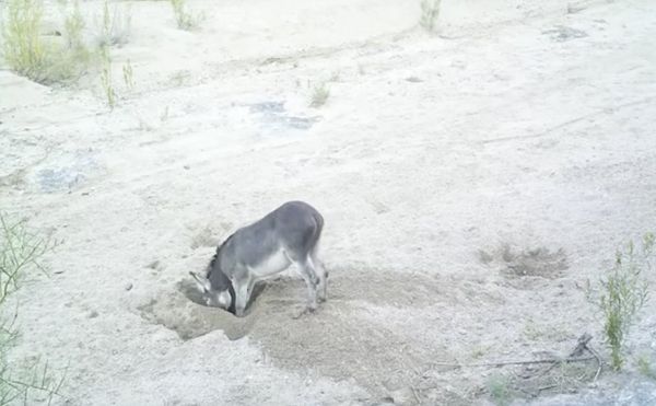 burros_dig_wells_circle_ranch