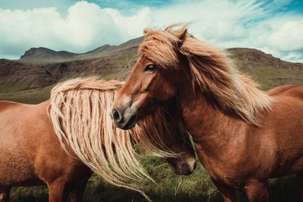 wild_horse_iceland_2