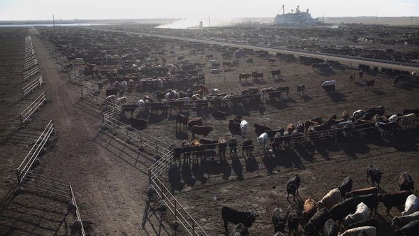 cactus_feeders_feedlot