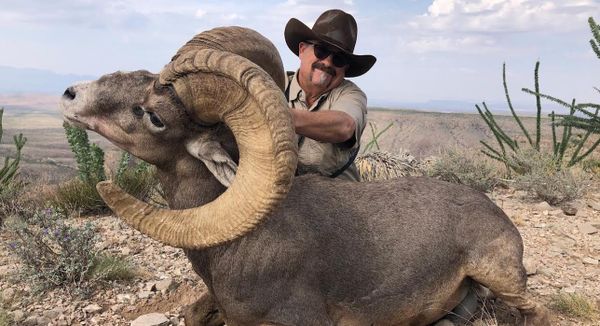 desert_bighorn_hunted_circle_ranch_feature