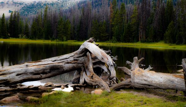 utah_beavers