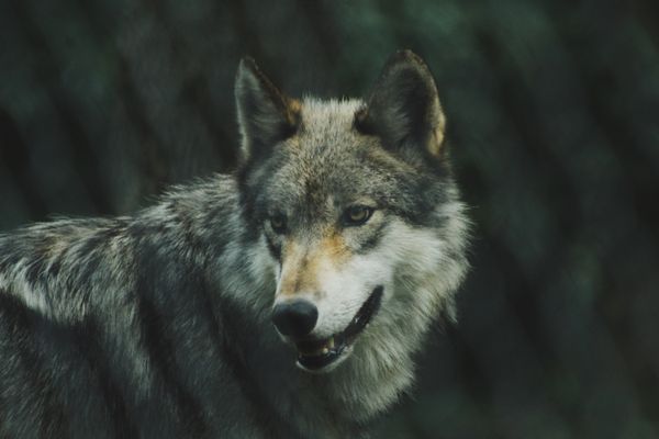 wolf