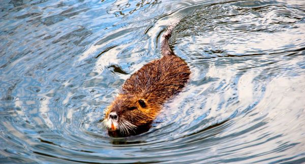 beaver_muskrat_water_swim