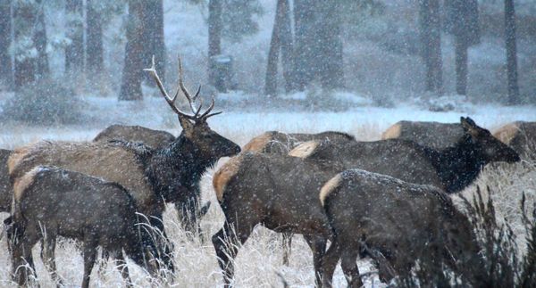 elk_colorado_snow